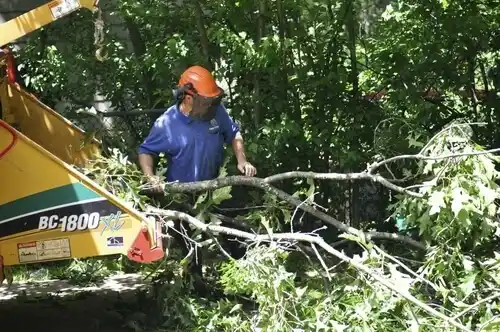 tree services Villa Ridge